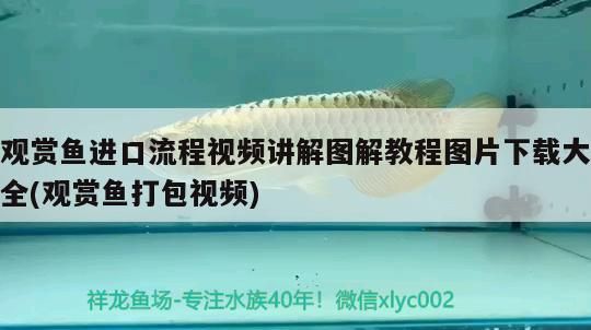 觀賞魚進口流程視頻講解圖解教程圖片下載大全(觀賞魚打包視頻)（觀賞魚進口流程視頻講解圖片下載大全）
