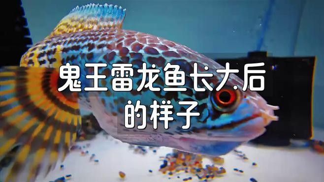 如何判斷雷龍魚是否性成熟（如何判斷雷龍魚性成熟） 如何判斷雷龍魚是否性成熟（如何判斷雷龍魚性成熟） 龍魚百科 第1張