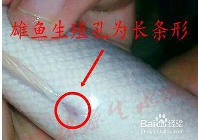 如何判斷雷龍魚是否性成熟（如何判斷雷龍魚性成熟） 如何判斷雷龍魚是否性成熟（如何判斷雷龍魚性成熟） 龍魚百科 第6張