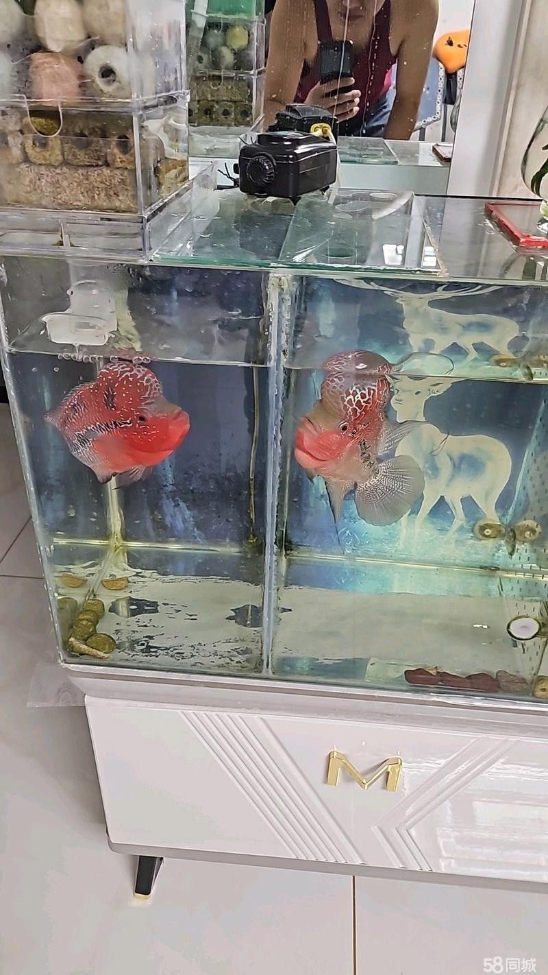 金龍魚包頭供貨商的營業時間是（金龍魚包頭供貨商的營業時間是多久？） 金龍魚包頭供貨商的營業時間是（金龍魚包頭供貨商的營業時間是多久？） 龍魚百科 第2張