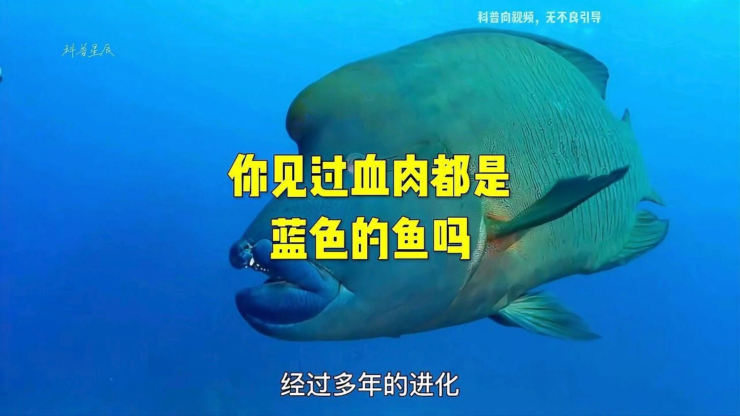 如何區分不同品種的藍色龍魚（如何區分不同品種的藍色龍魚，） 如何區分不同品種的藍色龍魚（如何區分不同品種的藍色龍魚，） 龍魚百科 第7張