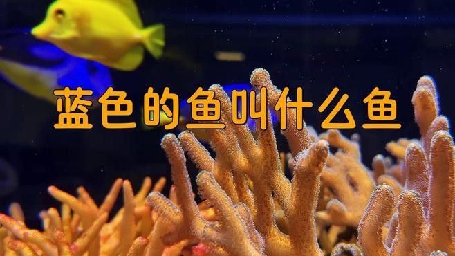 如何區分不同品種的藍色龍魚（如何區分不同品種的藍色龍魚，） 如何區分不同品種的藍色龍魚（如何區分不同品種的藍色龍魚，） 龍魚百科 第8張