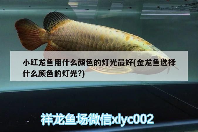 小紅龍魚用什么顏色的燈光最好(金龍魚選擇什么顏色的燈光?)（小紅龍魚用什么顏色的燈光最好）