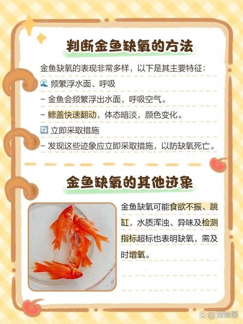 金龍魚不打氧能活多久（金龍魚不打氧能活多久從種類到水溫全是過日子的實在門道小愛生活）