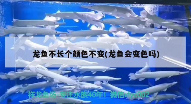 龍魚不長個顏色不變(龍魚會變色嗎)（龍魚不長個顏色不變）