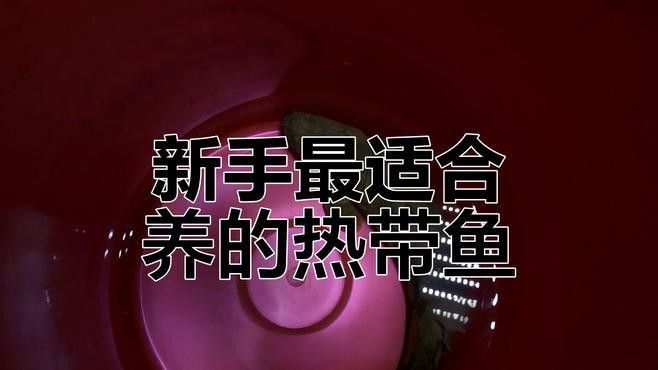 恐龍魚(yú)的價(jià)格是多少？（六角恐龍魚(yú)怎么養(yǎng)）