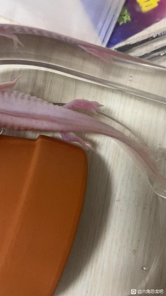 龍魚腸炎復發如何治療（魚腸炎復發的治療需要綜合考慮多種因素）