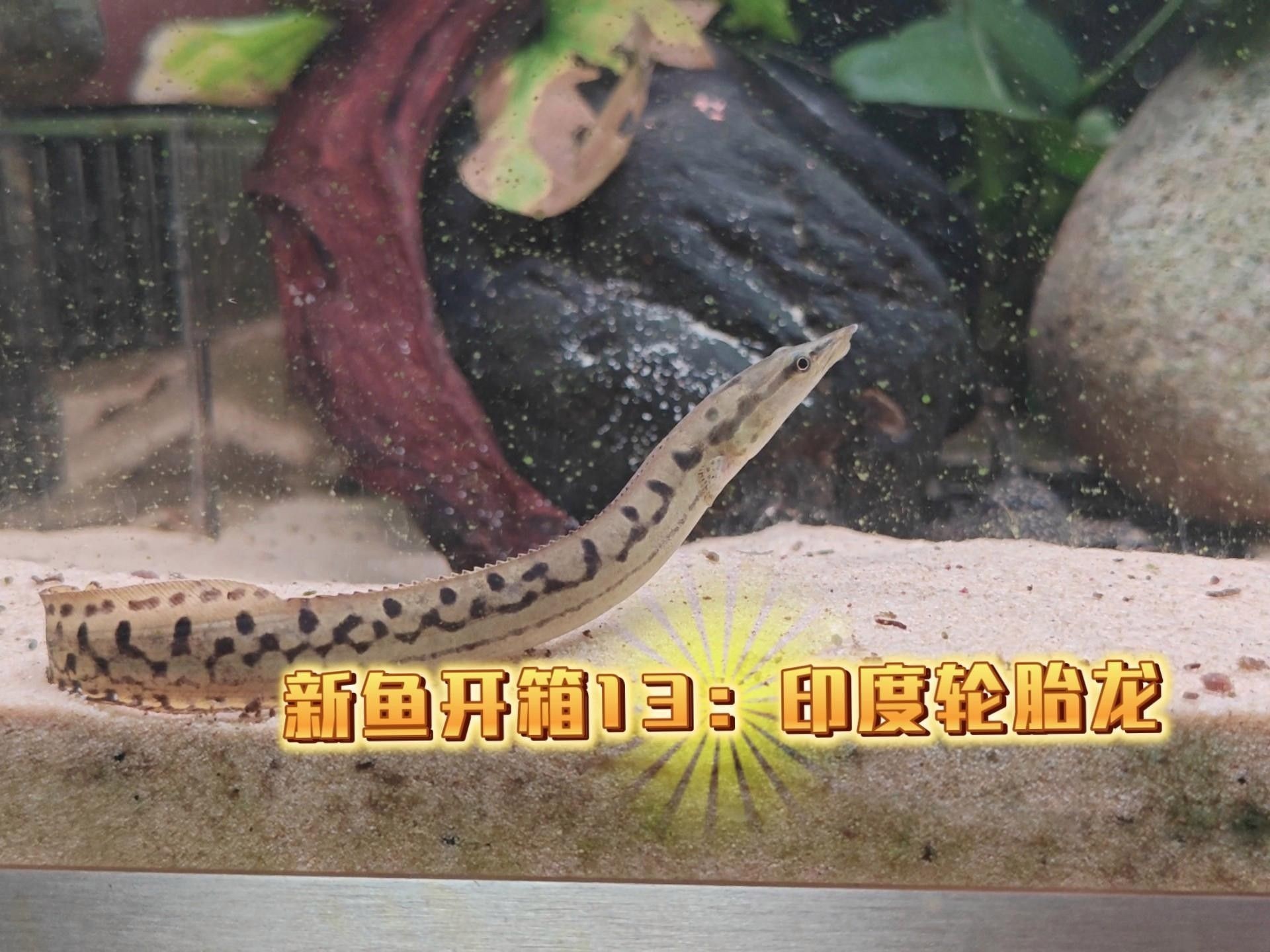輪胎龍魚（輪胎龍魚有哪些獨特的習性，）