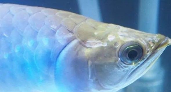 龍魚爛頭病如何治療？（如何治療龍魚爛頭病） 龍魚爛頭病如何治療？（如何治療龍魚爛頭病） 龍魚百科 第4張