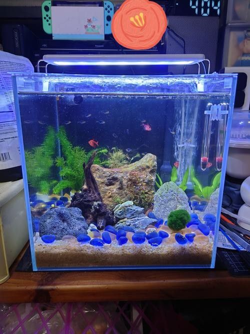 雷龍魚缸蓋材質哪種最好？（探討雷龍魚缸蓋材質的優劣時需要了解不同材質的特性及其對魚缸環境的影響）