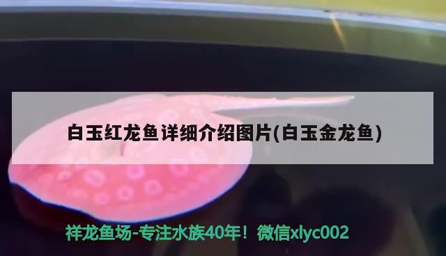 白玉紅龍魚詳細介紹圖片(白玉金龍魚)（白玉紅龍魚詳細介紹圖片） 白玉紅龍魚詳細介紹圖片(白玉金龍魚)（白玉紅龍魚詳細介紹圖片） 觀賞魚百科