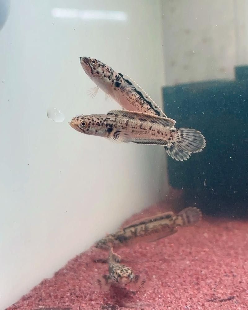 幻彩藍寶石雷龍魚苗的飼養難度如何（幻彩藍寶石雷龍魚苗飼養注意事項） 幻彩藍寶石雷龍魚苗的飼養難度如何（幻彩藍寶石雷龍魚苗飼養注意事項） 龍魚百科 第4張