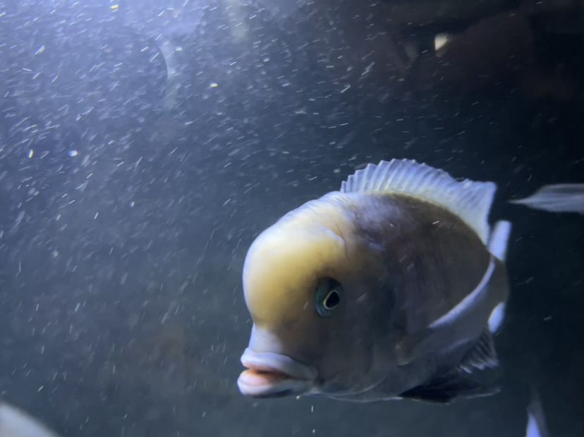 魚缸除油膜用什么魚（魚缸除油膜的魚有哪些）（吃油膜的魚有哪些種類？）