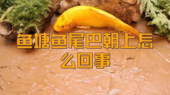 龍魚尾巴上翹能恢復嗎？（如何治療龍魚尾巴上翹）