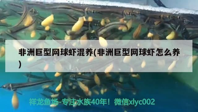 非洲巨型網球蝦混養(yǎng)(非洲巨型網球蝦怎么養(yǎng))