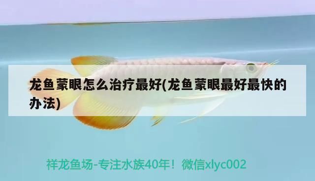 龍魚蒙眼怎么治療最好(龍魚蒙眼最好最快的辦法)（龍魚蒙眼怎么治療）