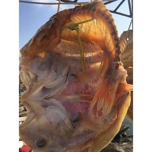 臨高金龍魚是雜牌子嗎（臨高金龍魚品牌是否屬于雜牌子，臨高金龍魚的市場口碑如何） 臨高金龍魚是雜牌子嗎（臨高金龍魚品牌是否屬于雜牌子，臨高金龍魚的市場口碑如何） 觀賞魚百科 第2張