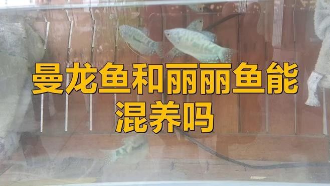麗麗魚和曼龍魚混養(yǎng)需要多久適應(yīng)？（麗麗魚和曼龍魚混養(yǎng)的適應(yīng)性問(wèn)題） 麗麗魚和曼龍魚混養(yǎng)需要多久適應(yīng)？（麗麗魚和曼龍魚混養(yǎng)的適應(yīng)性問(wèn)題） 龍魚百科 第1張