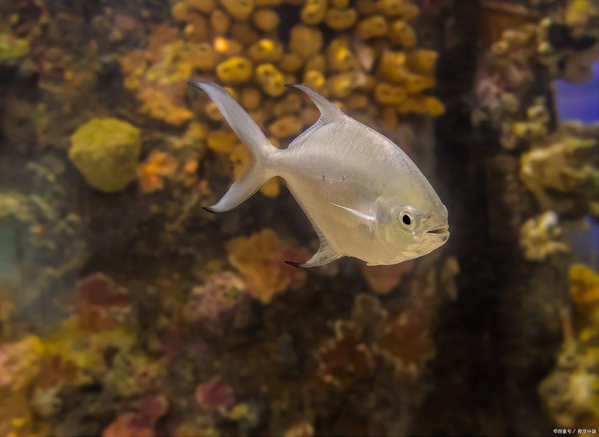 麗麗魚和曼龍魚混養(yǎng)需要多久適應(yīng)？（麗麗魚和曼龍魚混養(yǎng)的適應(yīng)性問(wèn)題） 麗麗魚和曼龍魚混養(yǎng)需要多久適應(yīng)？（麗麗魚和曼龍魚混養(yǎng)的適應(yīng)性問(wèn)題） 龍魚百科 第3張
