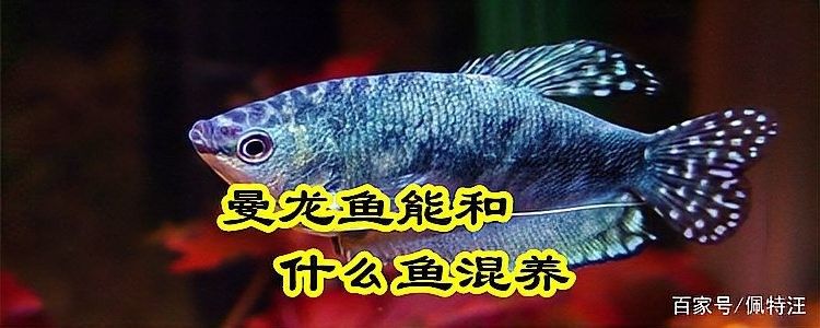麗麗魚和曼龍魚混養(yǎng)需要多久適應(yīng)？（麗麗魚和曼龍魚混養(yǎng)的適應(yīng)性問(wèn)題） 麗麗魚和曼龍魚混養(yǎng)需要多久適應(yīng)？（麗麗魚和曼龍魚混養(yǎng)的適應(yīng)性問(wèn)題） 龍魚百科 第4張