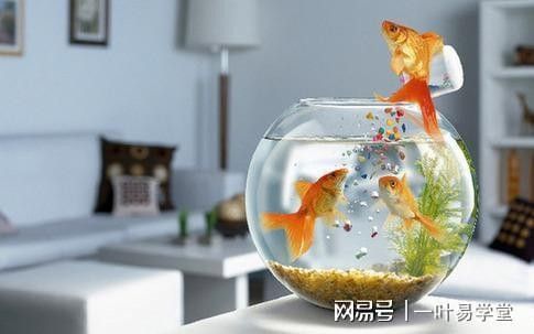 屬龍的人適合養哪些風水魚（屬龍的人適合養什么樣的風水魚？） 屬龍的人適合養哪些風水魚（屬龍的人適合養什么樣的風水魚？） 龍魚百科 第3張