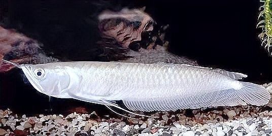 屬龍的人適合養哪些風水魚（屬龍的人適合養什么樣的風水魚？） 屬龍的人適合養哪些風水魚（屬龍的人適合養什么樣的風水魚？） 龍魚百科 第5張