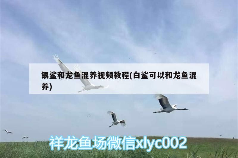 銀鯊和龍魚混養視頻教程(白鯊可以和龍魚混養)（銀鯊和龍魚混養視頻）