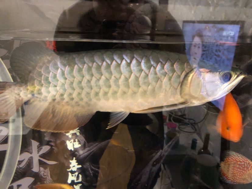 撫州觀賞魚市場888這條魚值得（撫州觀賞魚市場888的這條魚值得）