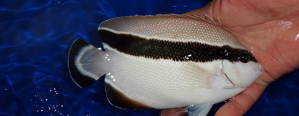 如何預防金龍魚再次被咬？（資深鏟屎官揭秘6大原因+21個救命技巧）