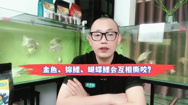 如何預防金龍魚再次被咬？（資深鏟屎官揭秘6大原因+21個救命技巧）