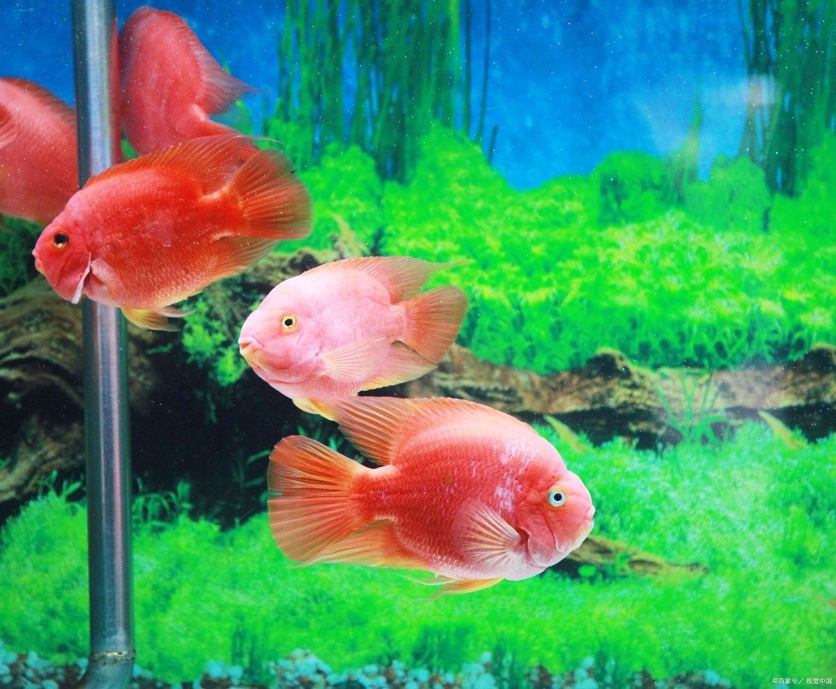 龍魚炸鱗期間可以換水嗎（炸鱗的魚怎么治療圖片龍魚爛鰭爛尾爛尾怎么治療）