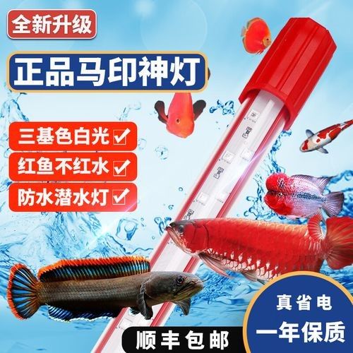 金龍魚魚缸燈有哪些功能（金龍魚缸燈的功能介紹） 金龍魚魚缸燈有哪些功能（金龍魚缸燈的功能介紹） 龍魚百科 第4張