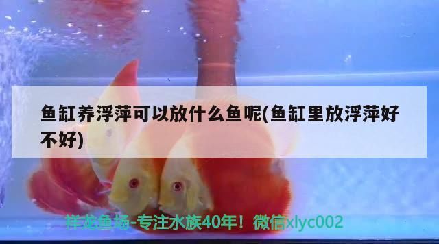 魚缸養(yǎng)浮萍可以放什么魚呢(魚缸里放浮萍好不好)（魚缸養(yǎng)浮萍可以放什么魚） 魚缸養(yǎng)浮萍可以放什么魚呢(魚缸里放浮萍好不好)（魚缸養(yǎng)浮萍可以放什么魚） 觀賞魚百科