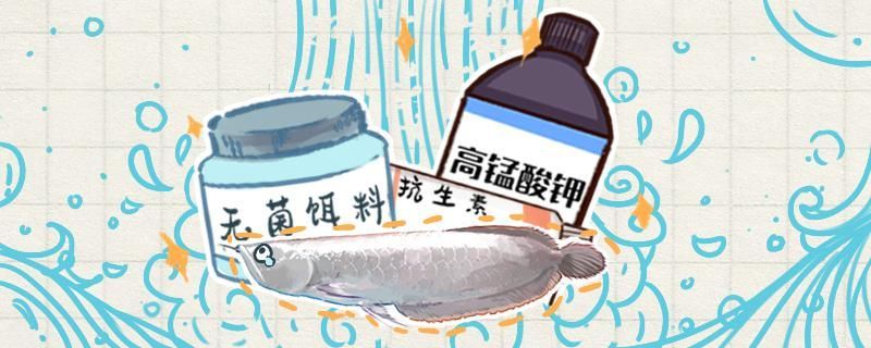 銀龍魚(yú)倒立的原因銀龍魚(yú)倒立的解決辦法（銀龍魚(yú)倒立的原因以及解決辦法）