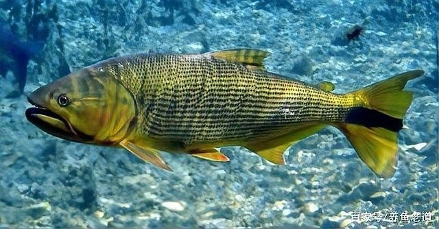 巨暴魚和哪種魚混養比較安全 巨暴魚和哪種魚混養比較安全 龍魚百科 第3張