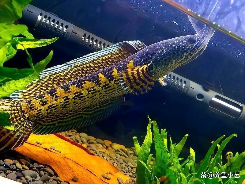 魚嘴抖動是缺氧的表現嗎？，魚嘴抖動可能是缺氧的信號，我來幫你快速判斷它是否缺氧