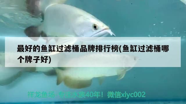 最好的魚缸過濾桶品牌排行榜(魚缸過濾桶哪個牌子好)（最好的魚缸過濾桶品牌排行榜） 最好的魚缸過濾桶品牌排行榜(魚缸過濾桶哪個牌子好)（最好的魚缸過濾桶品牌排行榜） 觀賞魚百科
