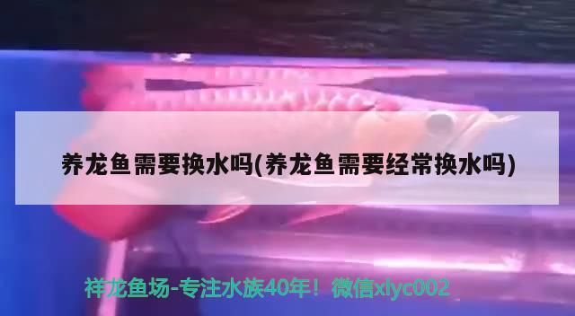 養龍魚需要換水嗎(養龍魚需要經常換水嗎)（養龍魚需要換水嗎） 養龍魚需要換水嗎(養龍魚需要經常換水嗎)（養龍魚需要換水嗎） 觀賞魚百科