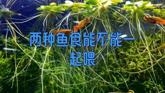 活餌和飼料混合喂養可以嗎（活餌和飼料混合喂養的好處）