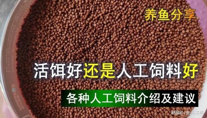 活餌和飼料混合喂養可以嗎（活餌和飼料混合喂養的好處）
