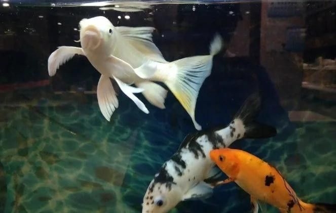 如何判斷虎魚是否緊張（如何判斷虎魚是否緊張？） 如何判斷虎魚是否緊張（如何判斷虎魚是否緊張？） 龍魚百科