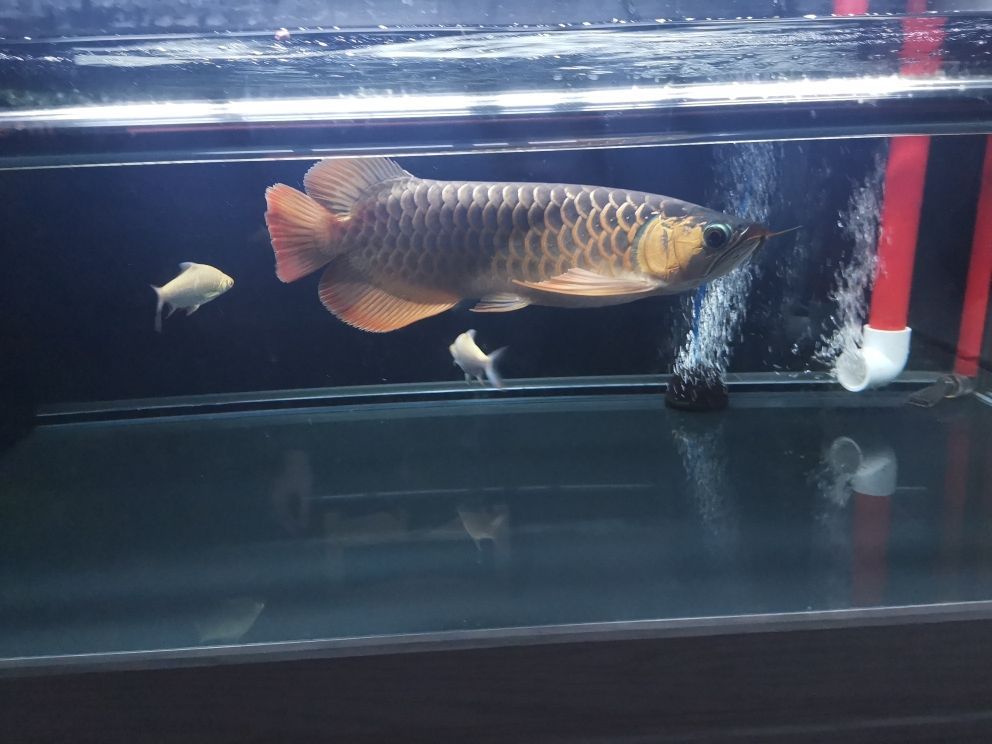 恐龍魚活體（一個恐龍大約有幾噸）