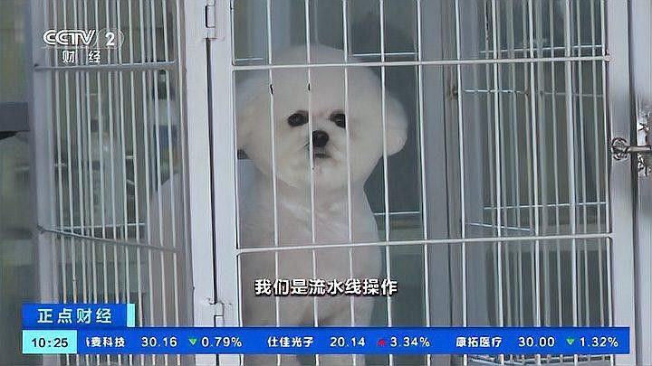 昆明有哪些知名的龍魚美容店？（昆明哪里有龍魚美容師）