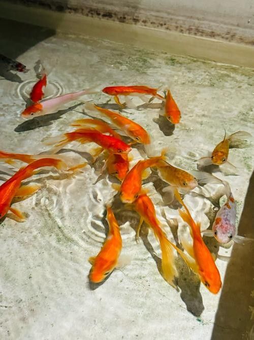 清道夫魚背鰭和腹鰭卡喉后如何應急處理？，清道夫魚刺卡喉后如何應急處理？