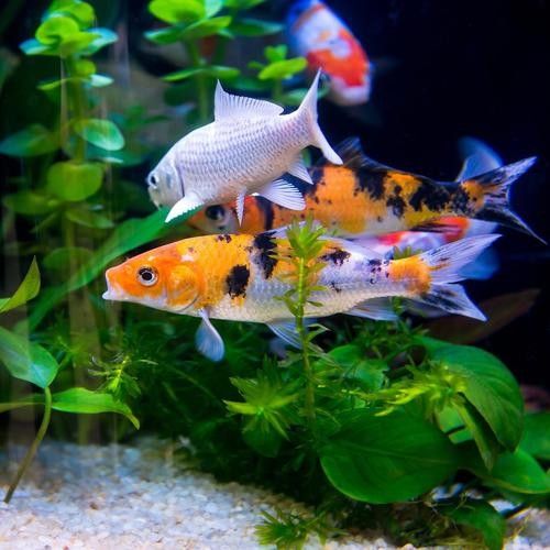 哪種魚更適合家庭飼養？（哪種魚更適合家庭飼養，觀賞魚零下都不怕）