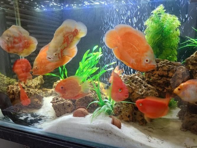 哪種魚更適合家庭飼養？（哪種魚更適合家庭飼養，觀賞魚零下都不怕）