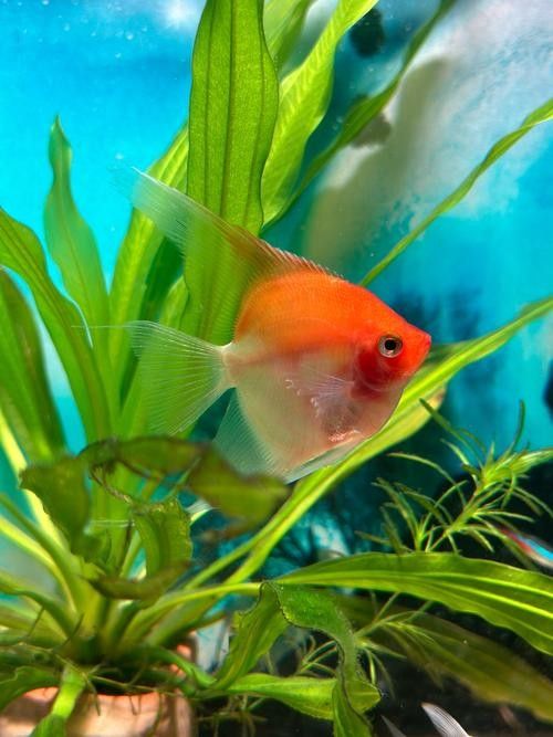 哪種魚更適合家庭飼養？（哪種魚更適合家庭飼養，觀賞魚零下都不怕）