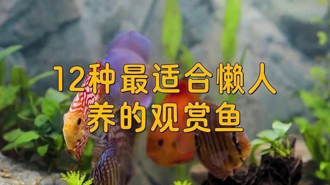 哪種魚更適合家庭飼養？（哪種魚更適合家庭飼養，觀賞魚零下都不怕）
