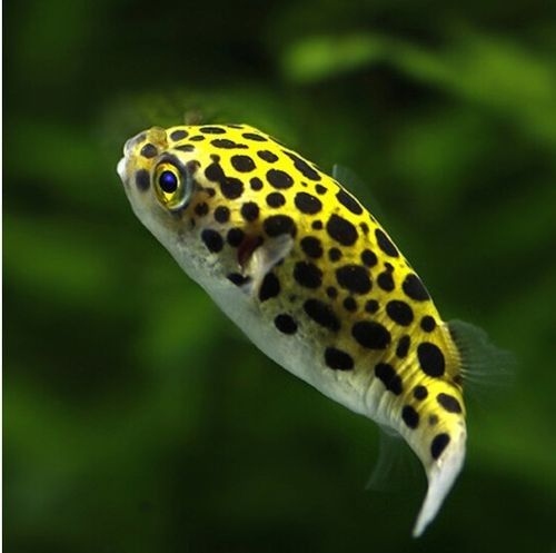 潛水艇魚品牌（aipharow河豚觀賞魚潛水艇魚品牌及商品信息）