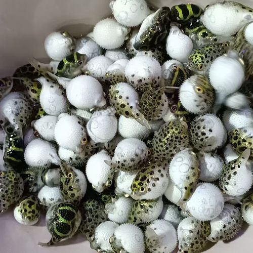 潛水艇魚品牌（aipharow河豚觀賞魚潛水艇魚品牌及商品信息）